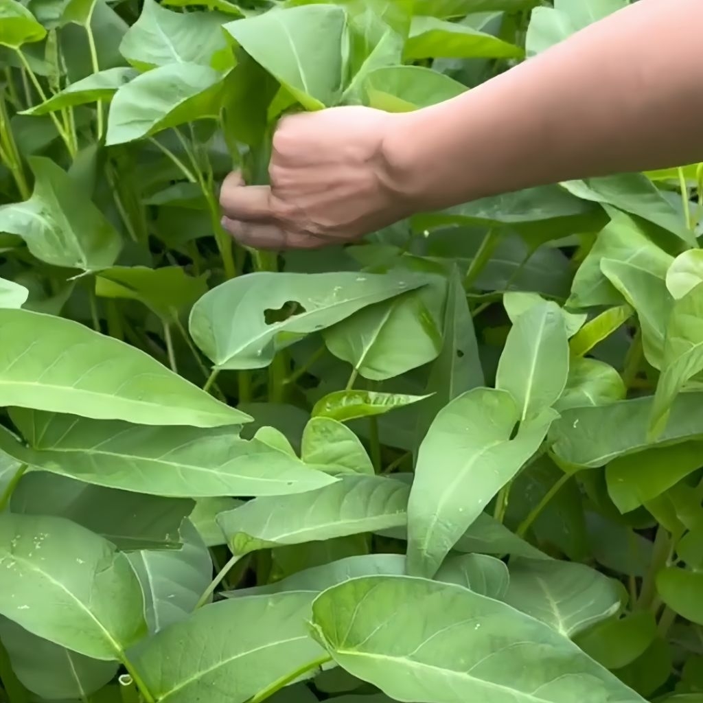 6000 Biji Benih Kangkung Bibit Kangkung Unggul