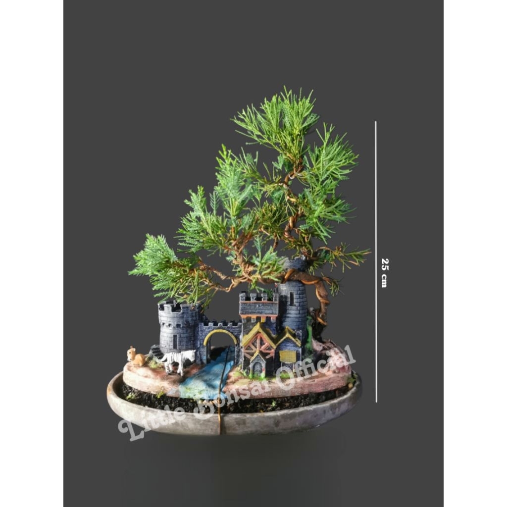 Cemara Sinensis / Bonsai Cemara