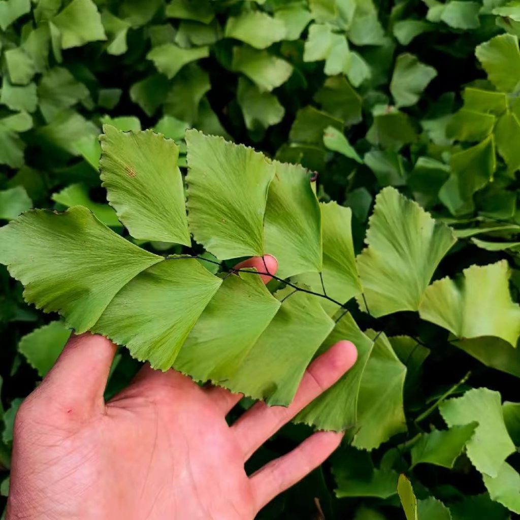 Tanaman Hias Suplir Gajah - Suplir Daun Besar - Tanaman Gantung - Pohon Suplir Gajah