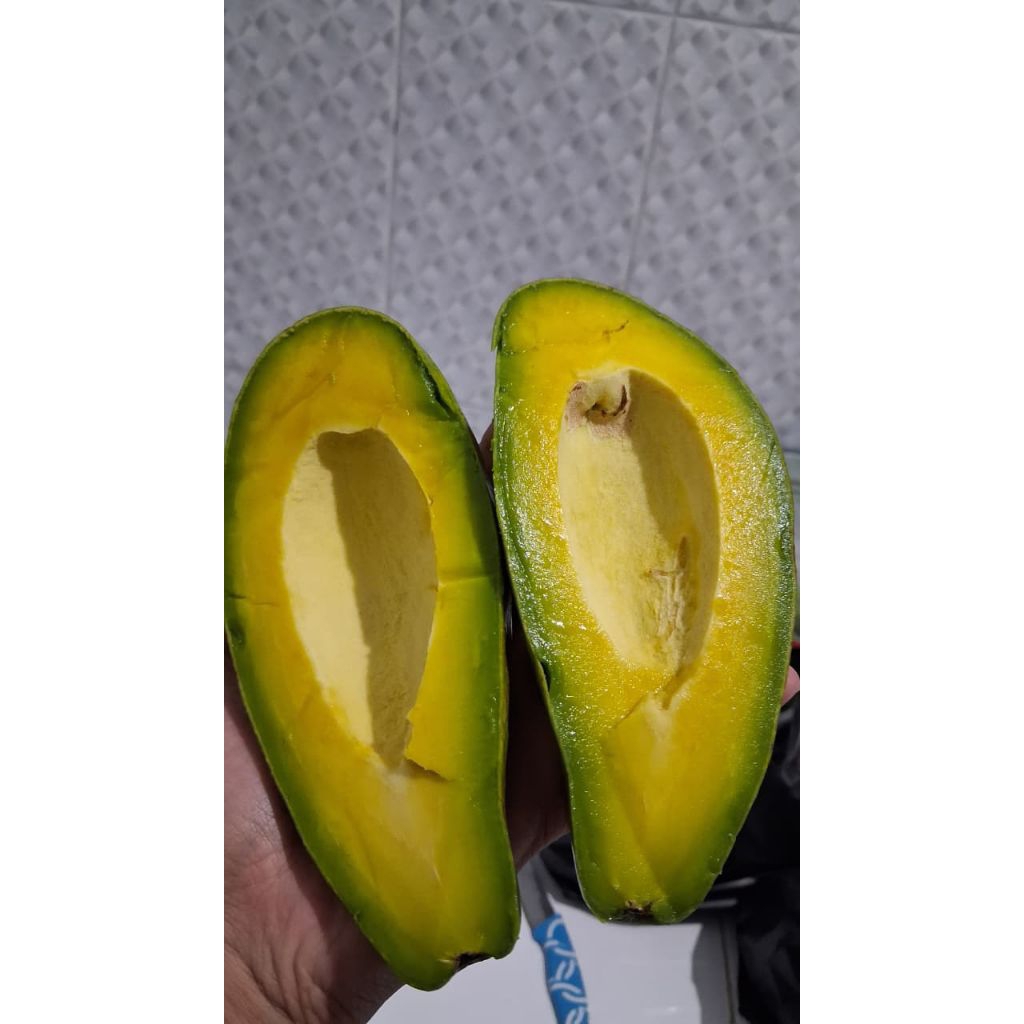 alpukat siger,mentega Lampung Timur