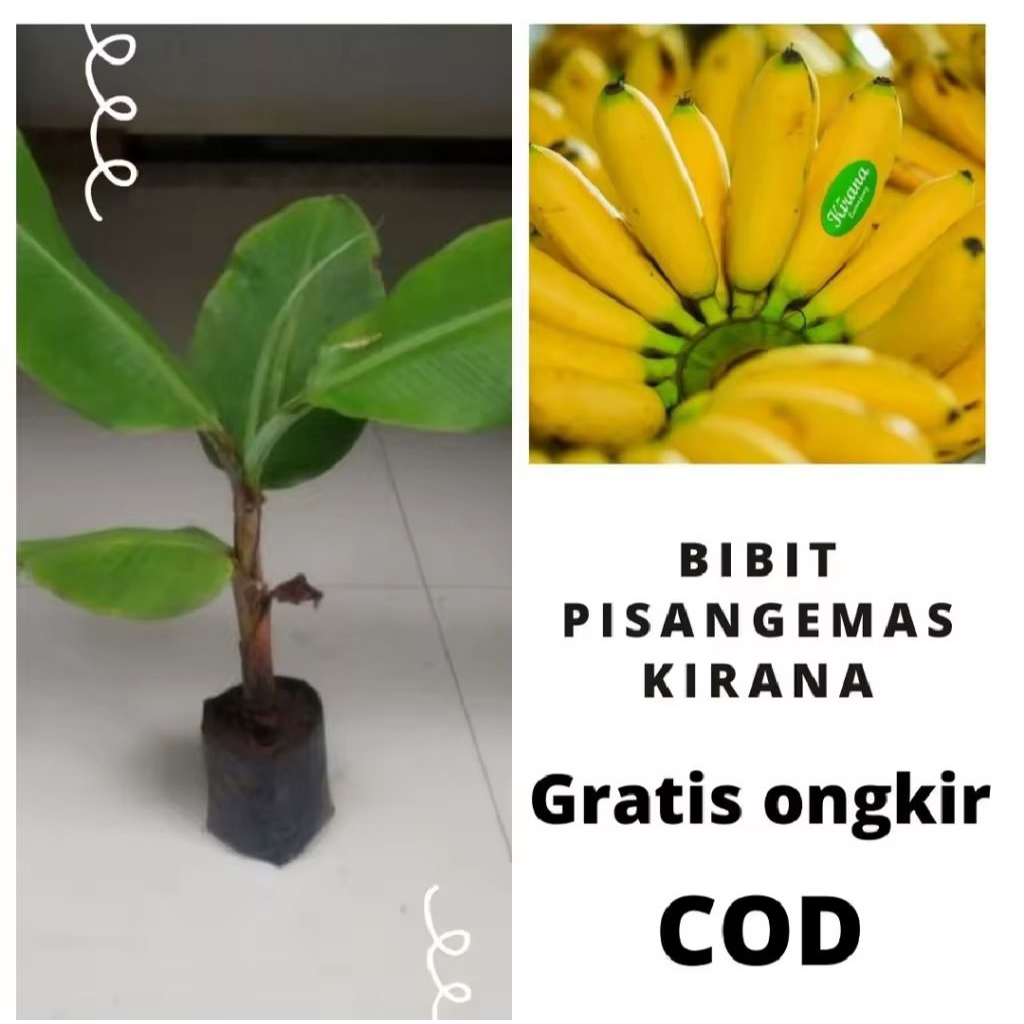 Bibit Pisang Emas Kirana Bibit Pisang Mas Bibit Tanaman Pisang Emas Kirana Bibit Pohon Pisang Mas