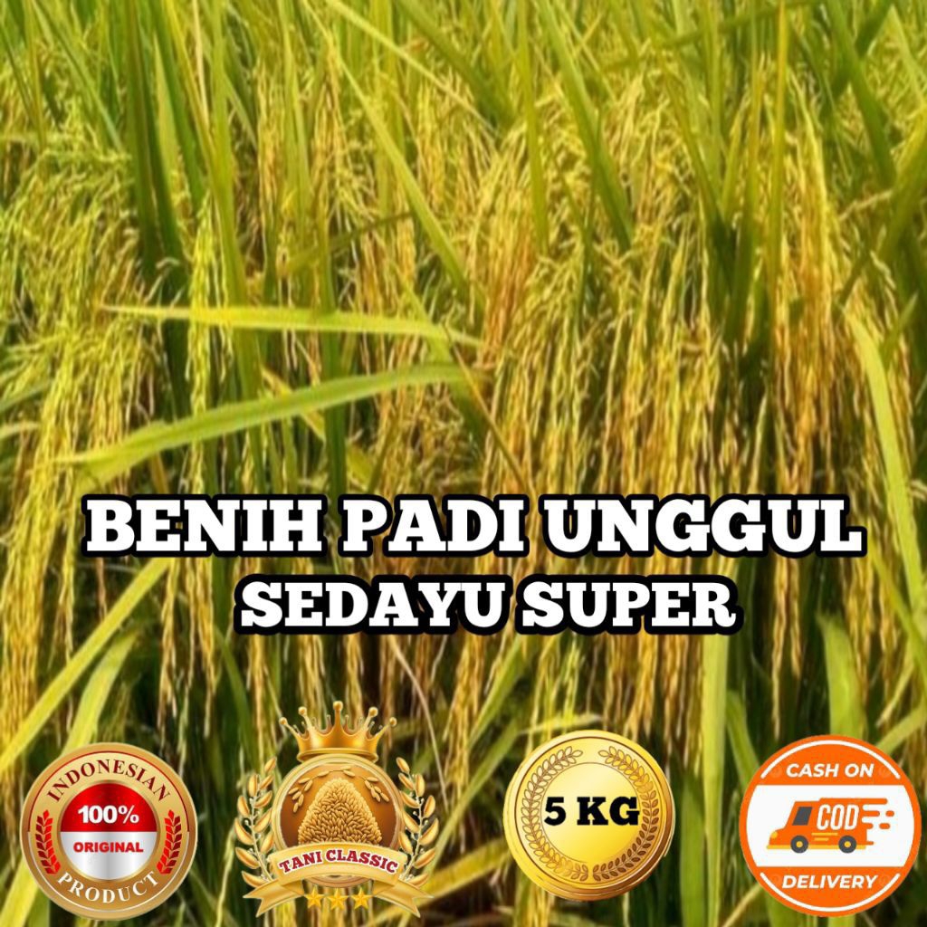 Bibit Benih Padi Sedayu Super Berkualitas Kemasan 5Kg