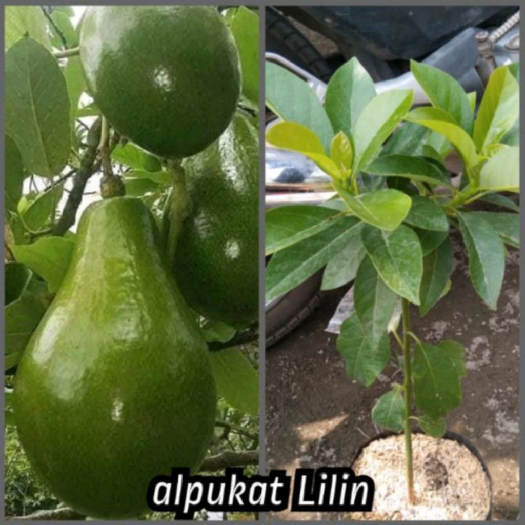 Bibit ALPUKAT LILIN SINGKAWANG,,asli hasil okulasi,cepat berbuah...