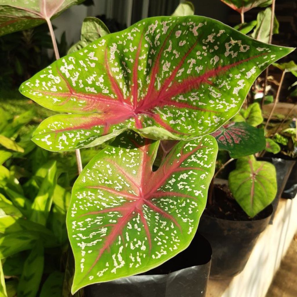 talas bintang merah bintik