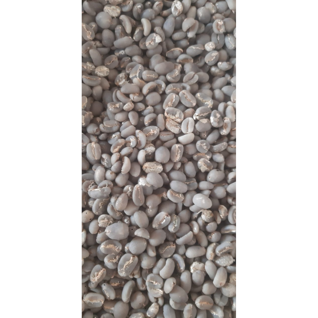 green bean arabika gayo