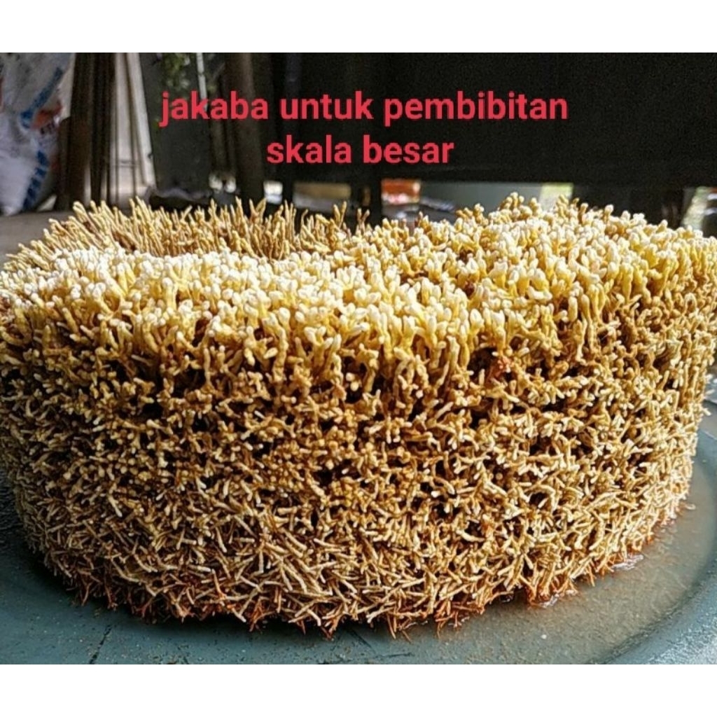 bibit jamur jakaba untuk pengembangan skala besar ukuran full permukaan toples