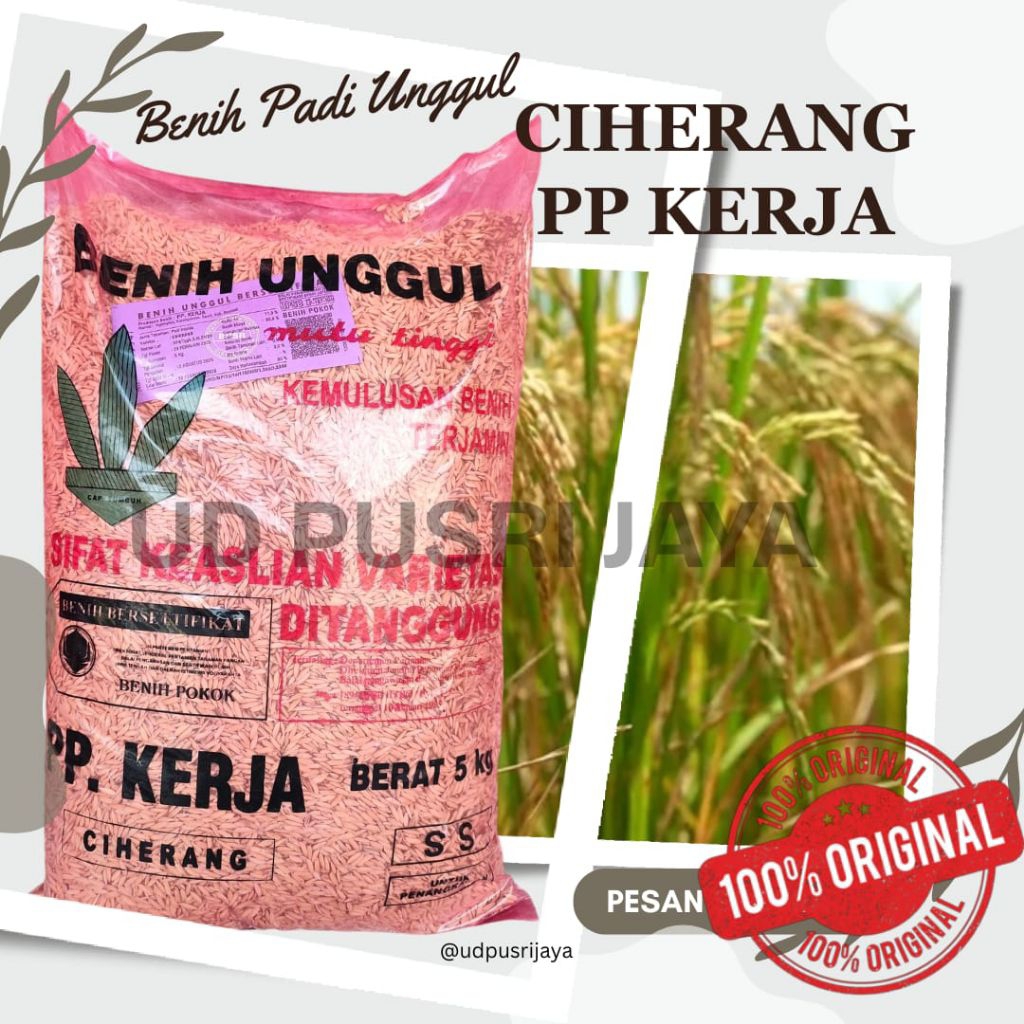 Benih Padi Ciherang PP Kerja Boyolali 5 Kg Original