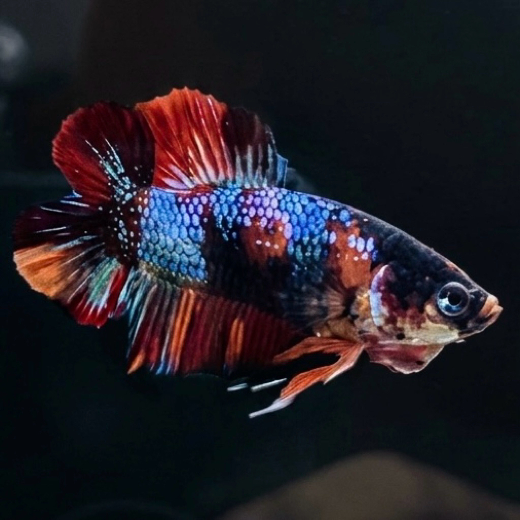 CUPANG / BETTA PKDT MULTII (REAL PIC)