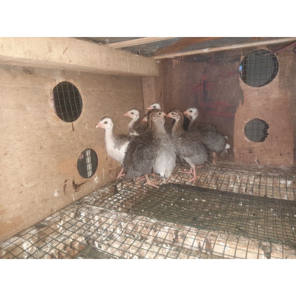 Ayam mutiara