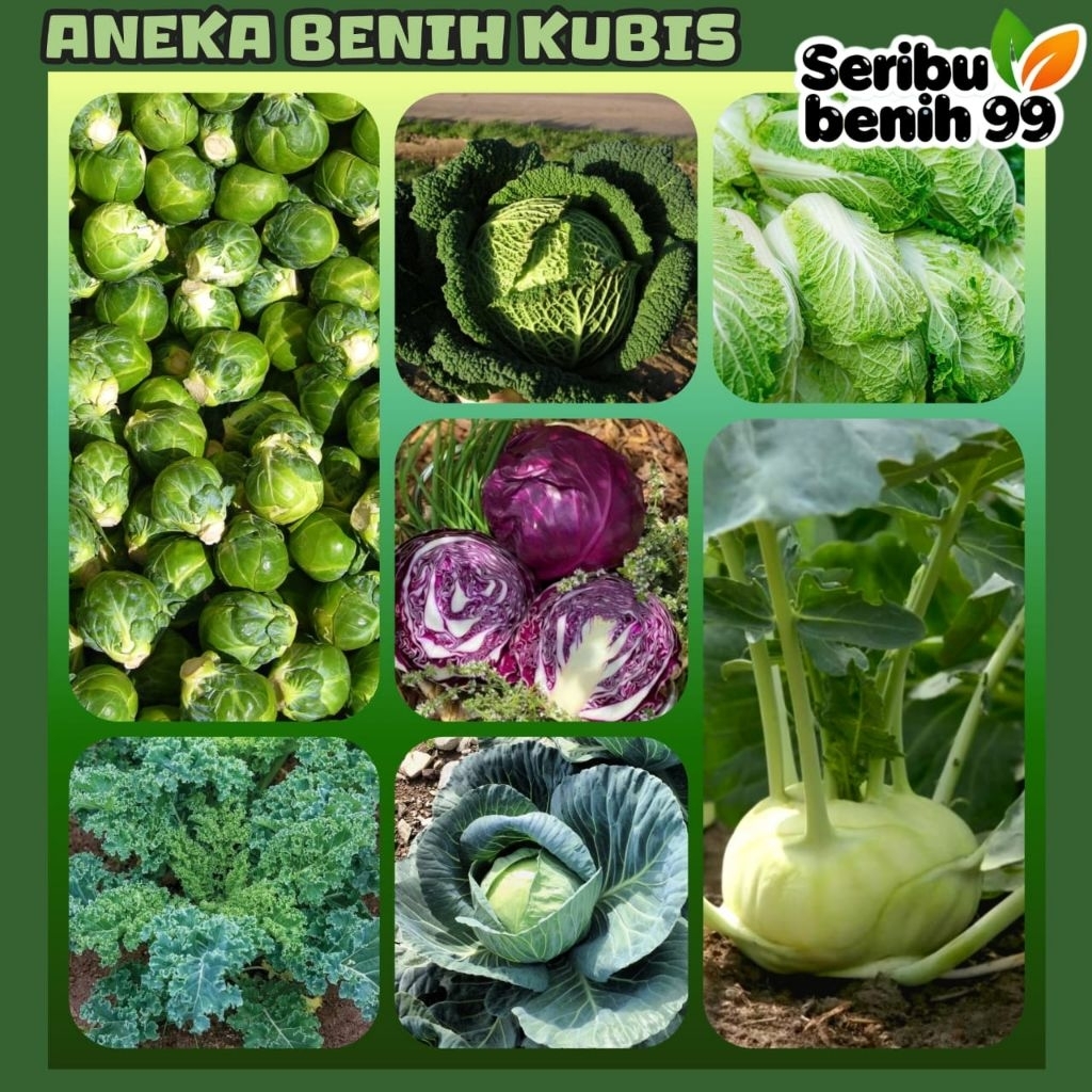 Seribu Benih99 - BIJI BENIH KUBIS UNGU | KUBIS BRUSSEL | KUBIS CINA | KUBIS SAVOY