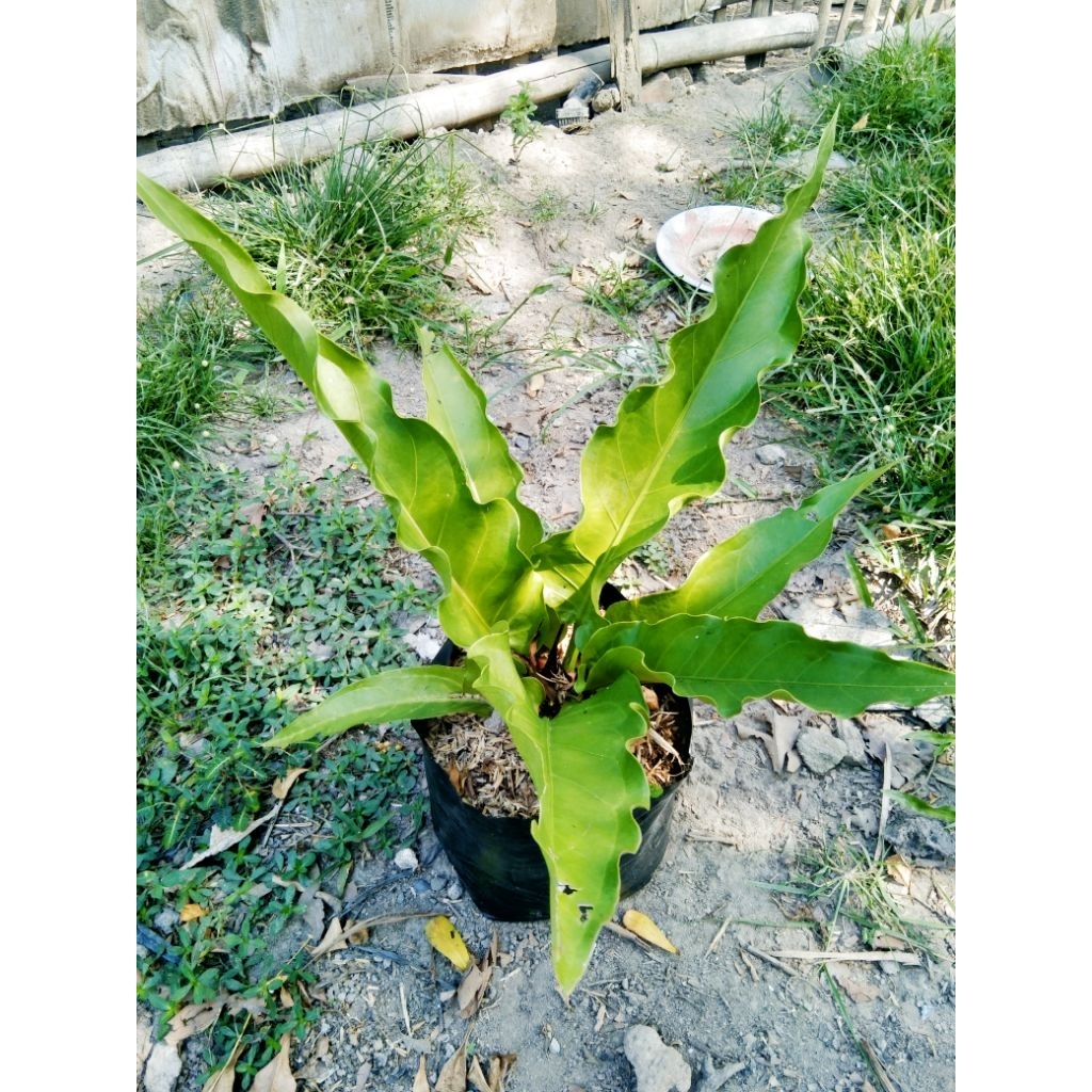 Anthurium Keris