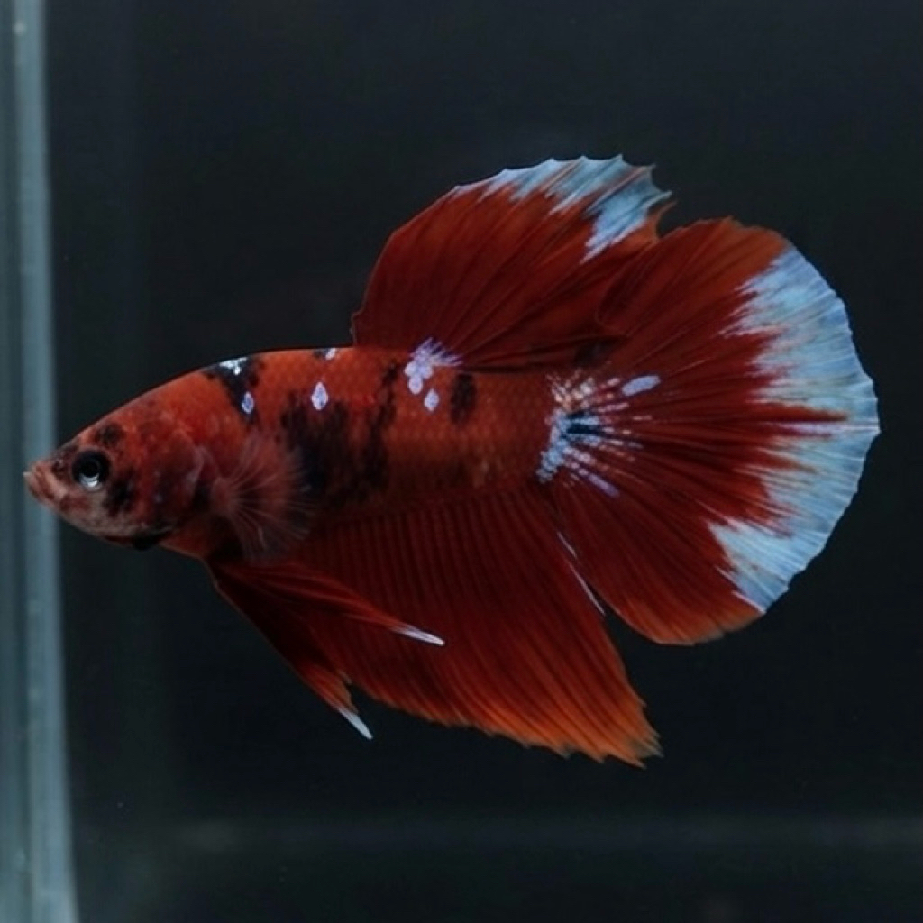 CUPANG / BETTA HM MULTICOLOR VIP (REAL PIC)