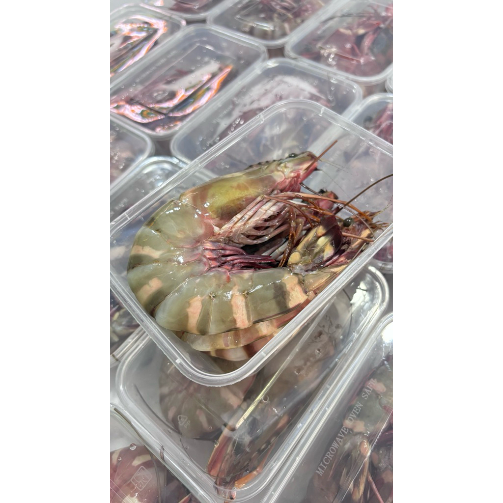 udang windu laut jumbo 500g