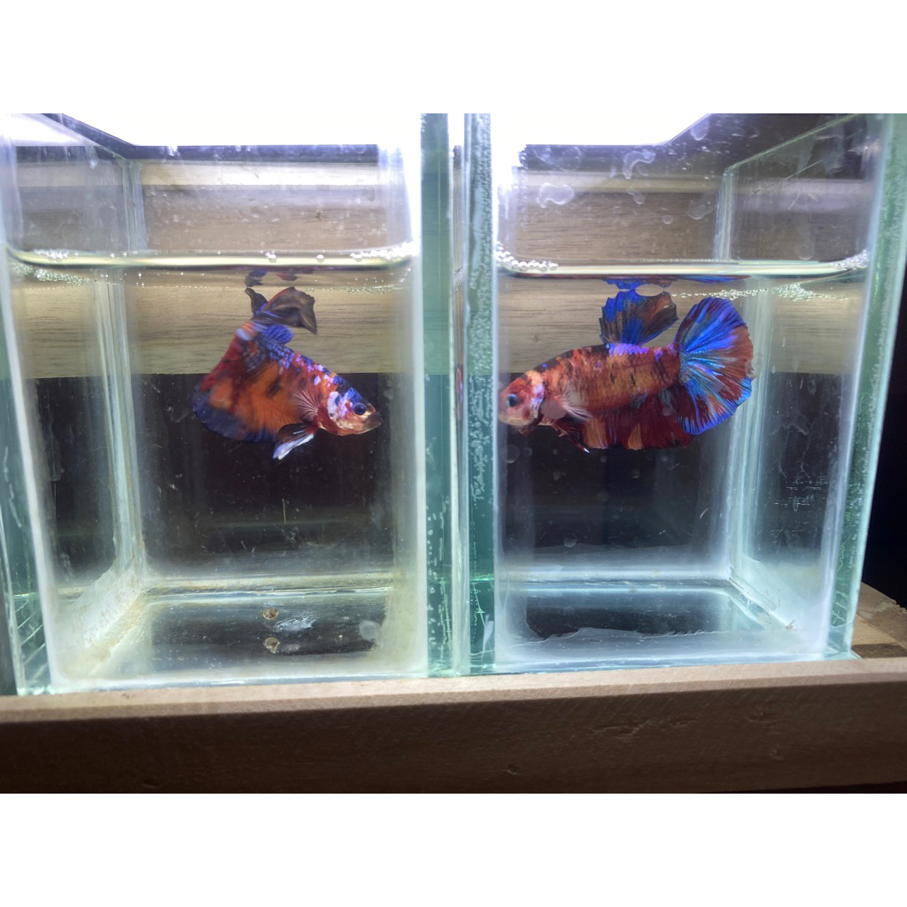 HIASAN AQUARIUM | IKAN CUPANG GIANT MULTICOLOUR BO 4 JANTAN