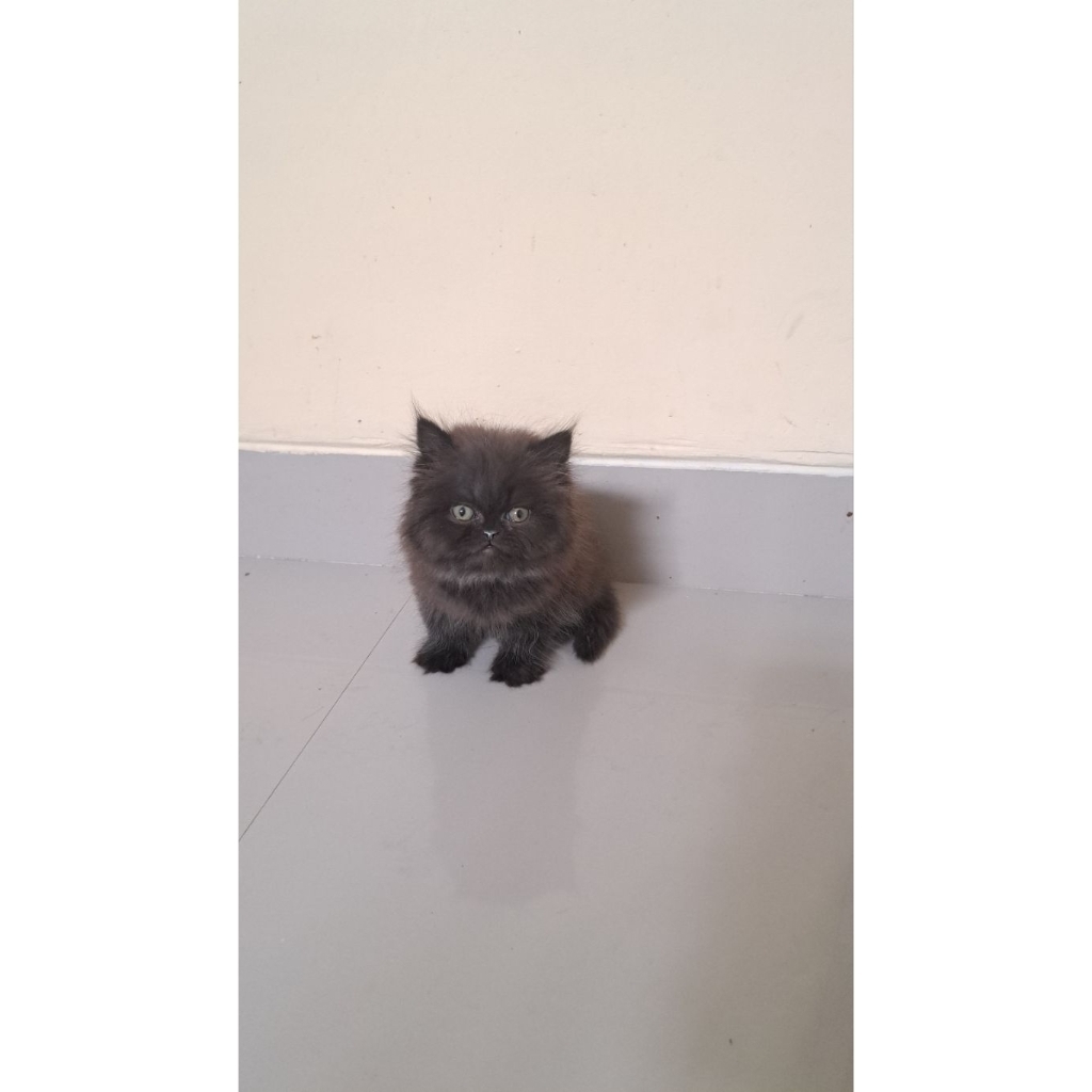 kucing persia pesek munckhin ns hitam lucu