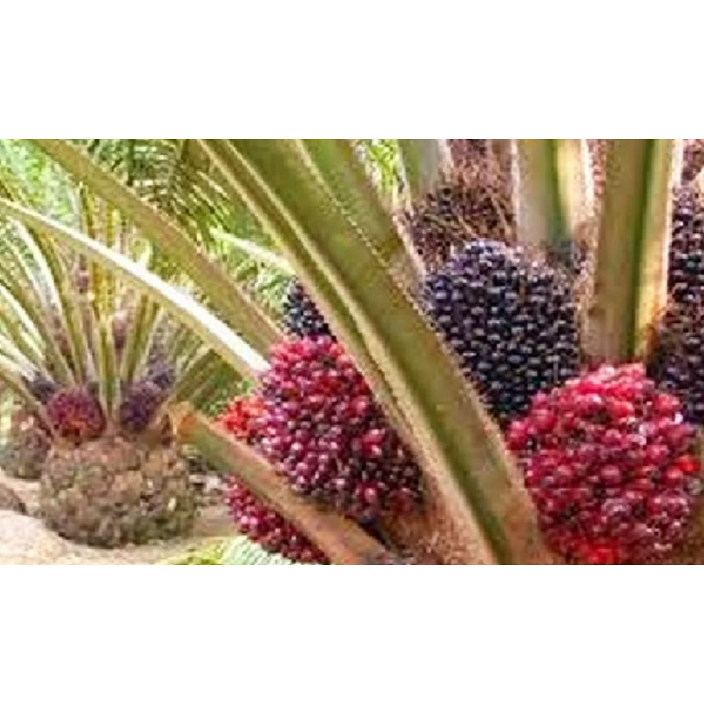 promo pupuk boster sawit 250g