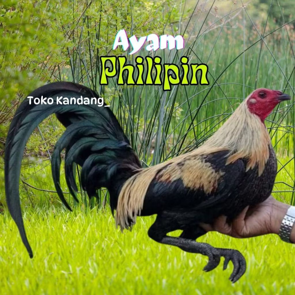 TELUR AYAM PHILIPIN  UNTUK DITETASKAN