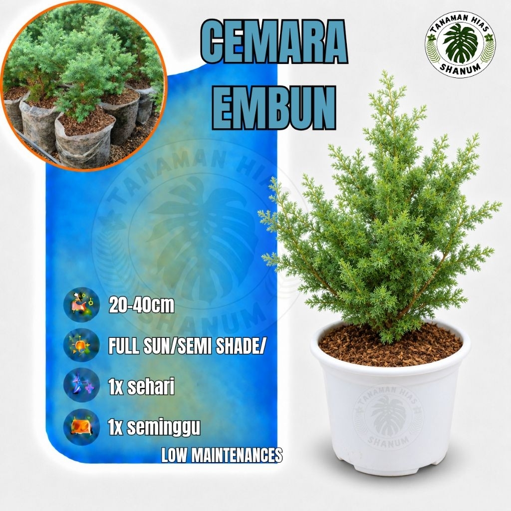 PROMO COD Tanaman hias Cemara embun - bibit Cemara embun - bibit bonsai Cemara - bonsai Cemara - bah