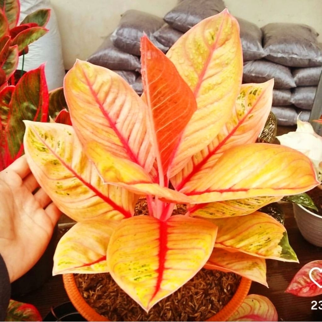 Tanaman Hias Aglonema Golden Krisna Bunga Hias Aglonema Aglaonema Golden Krisna Anakan Murah Merah B