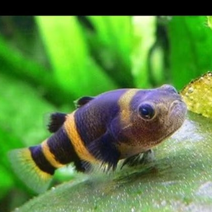 GOBY BUMBLEBEE UKURAN 0.5 - 1 CM