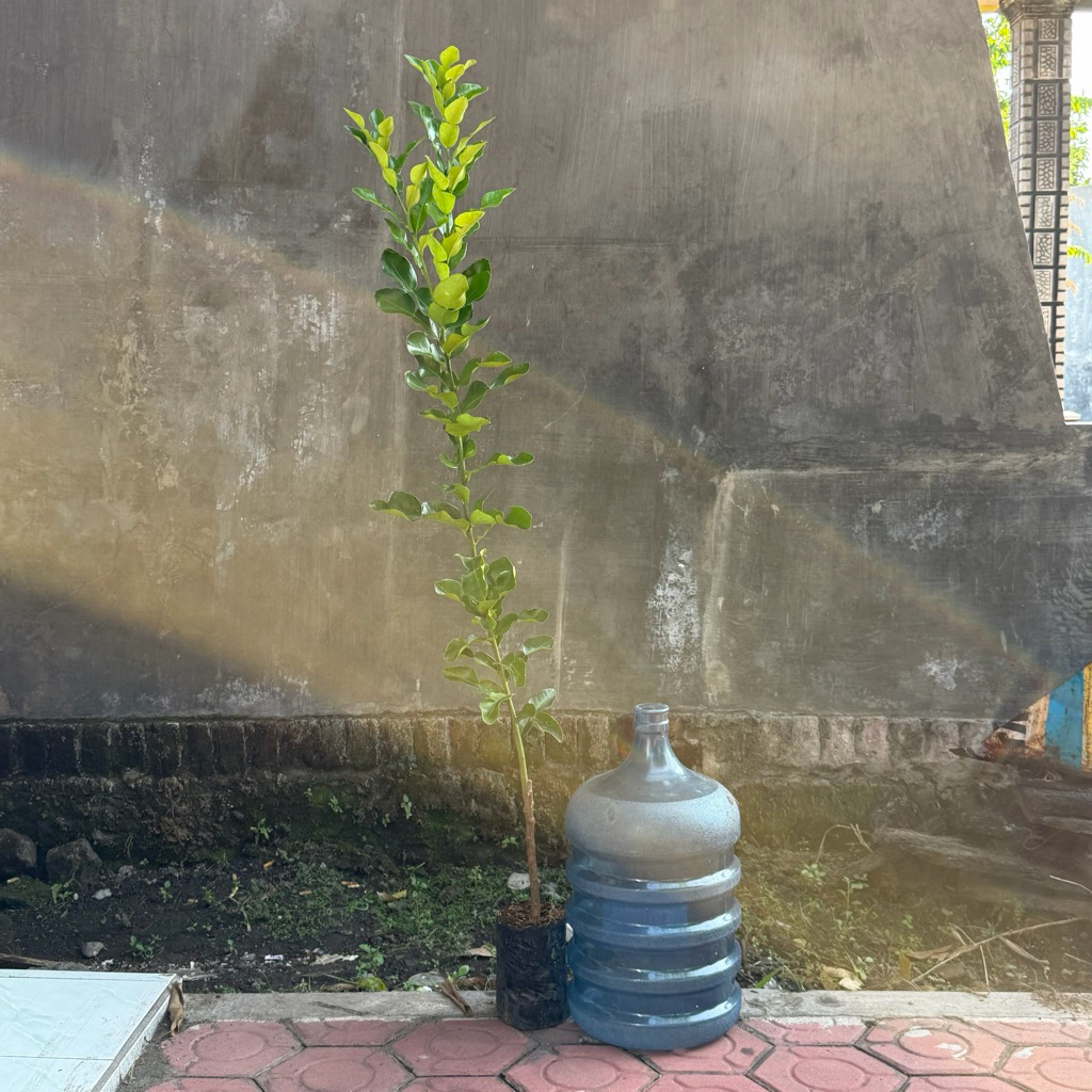 Jeruk Purut Besar - Pohon Jeruk Purut Besar untuk masakan dan tanaman kebun