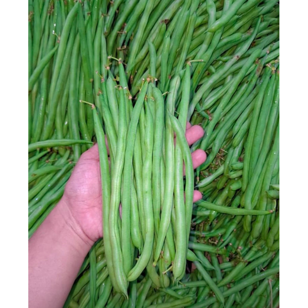 Buncis 1kg