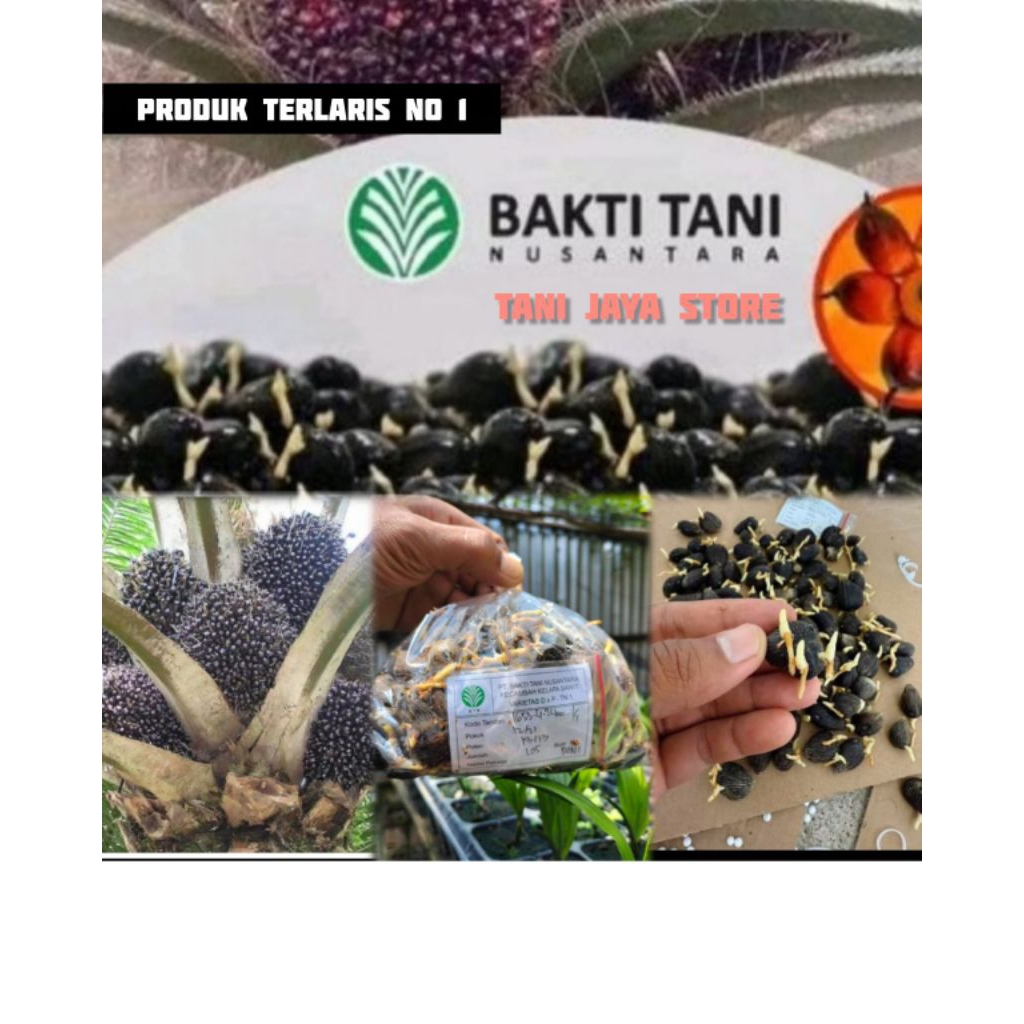 Bibit kecambah sawit unggul TN 1 bersertifikat asli