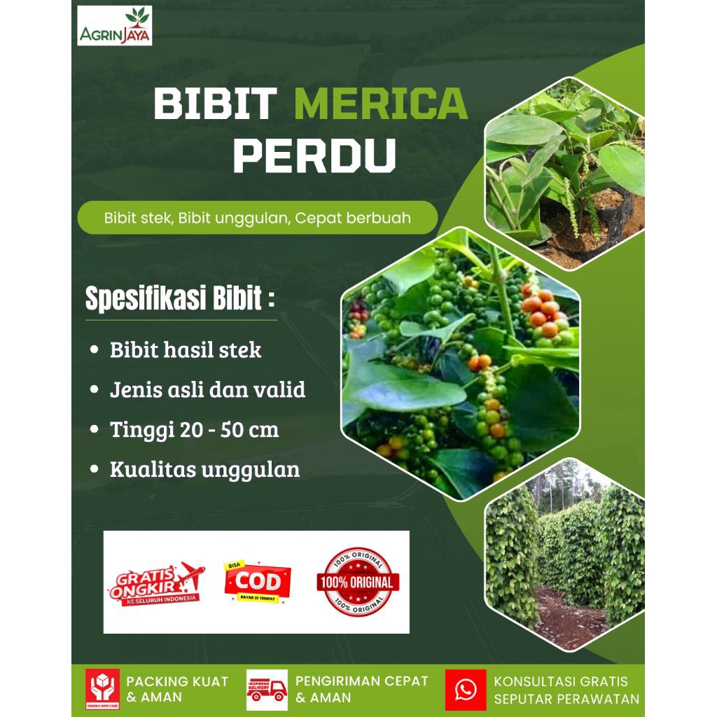 Bibit merica perdu