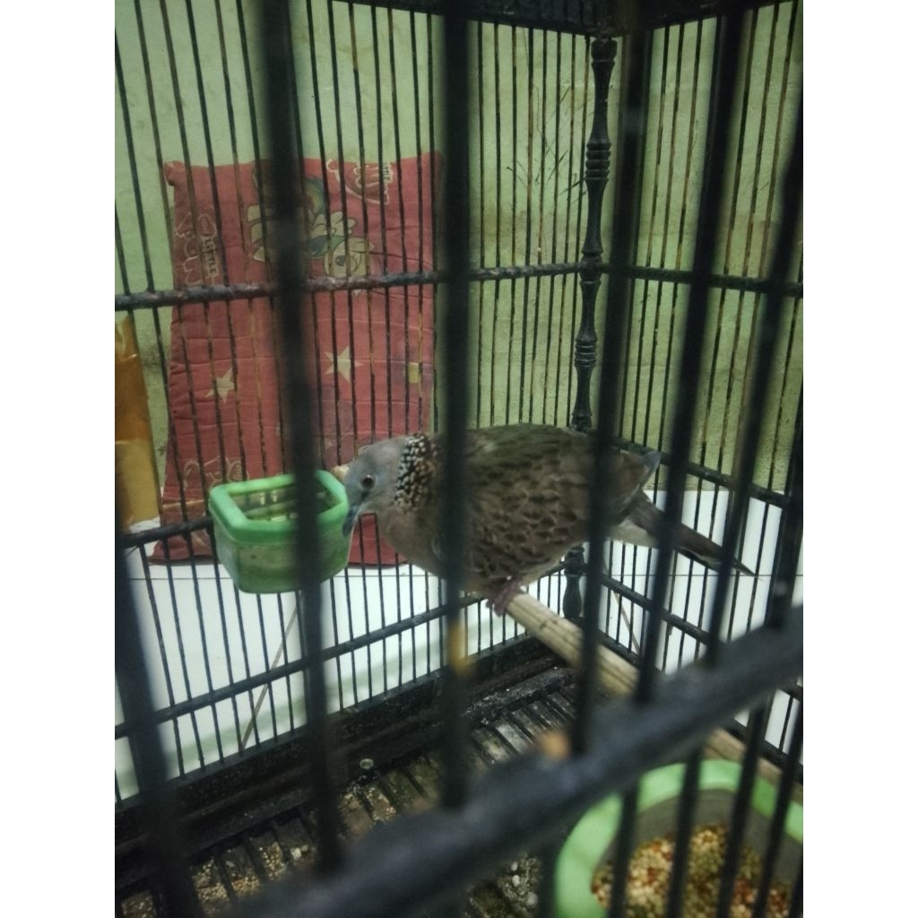 Tekukur kuk 2 paten rawatan burung