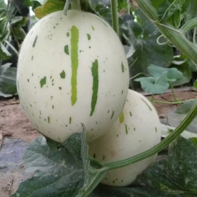 BENIH / BIJI MELON DALMATIAN MANIS ISI 7 BUTIR