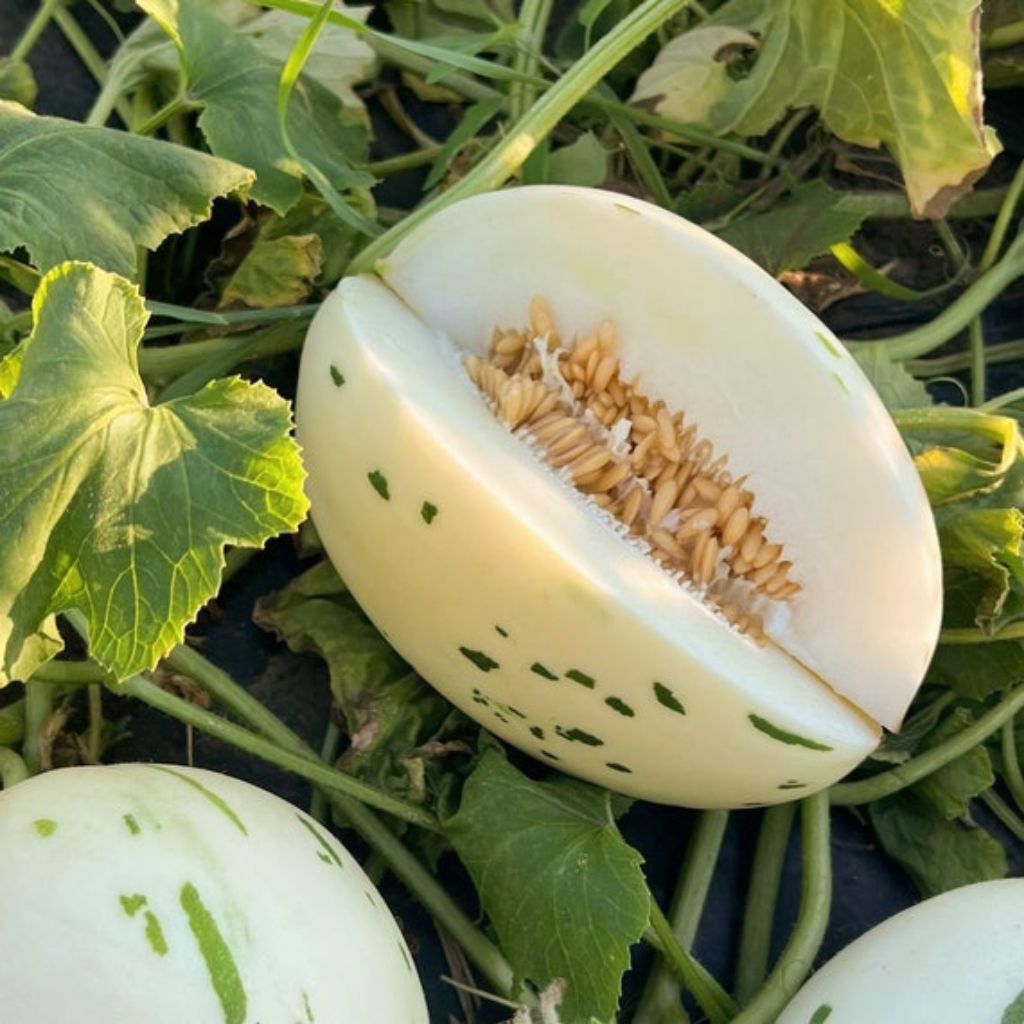 BENIH BIJI MELON DALMATIAN PREMIUM 7 BUTIR