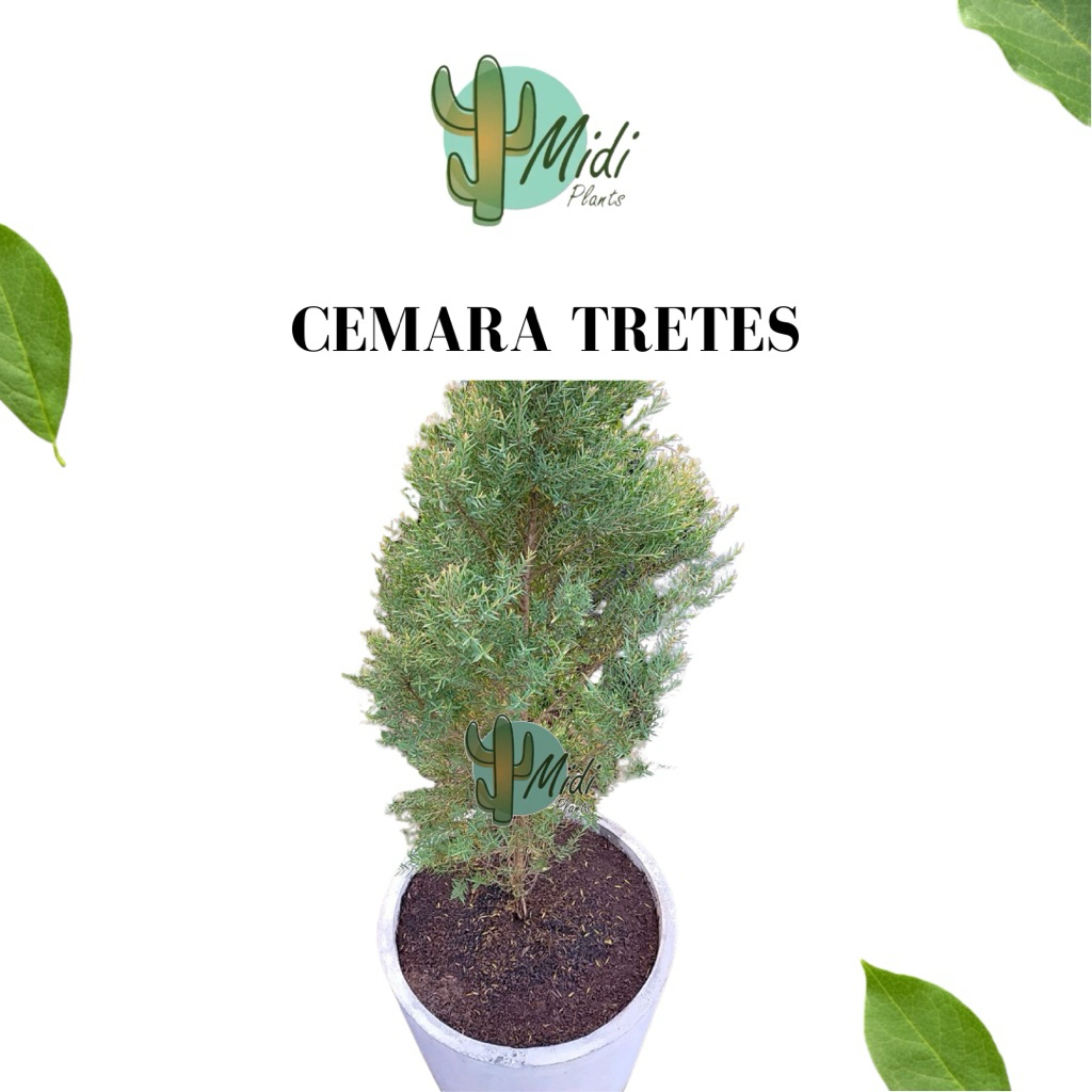 cemara hinoki tretes