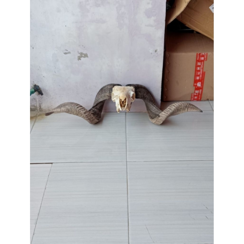 Tanduk Asli Domba Garut