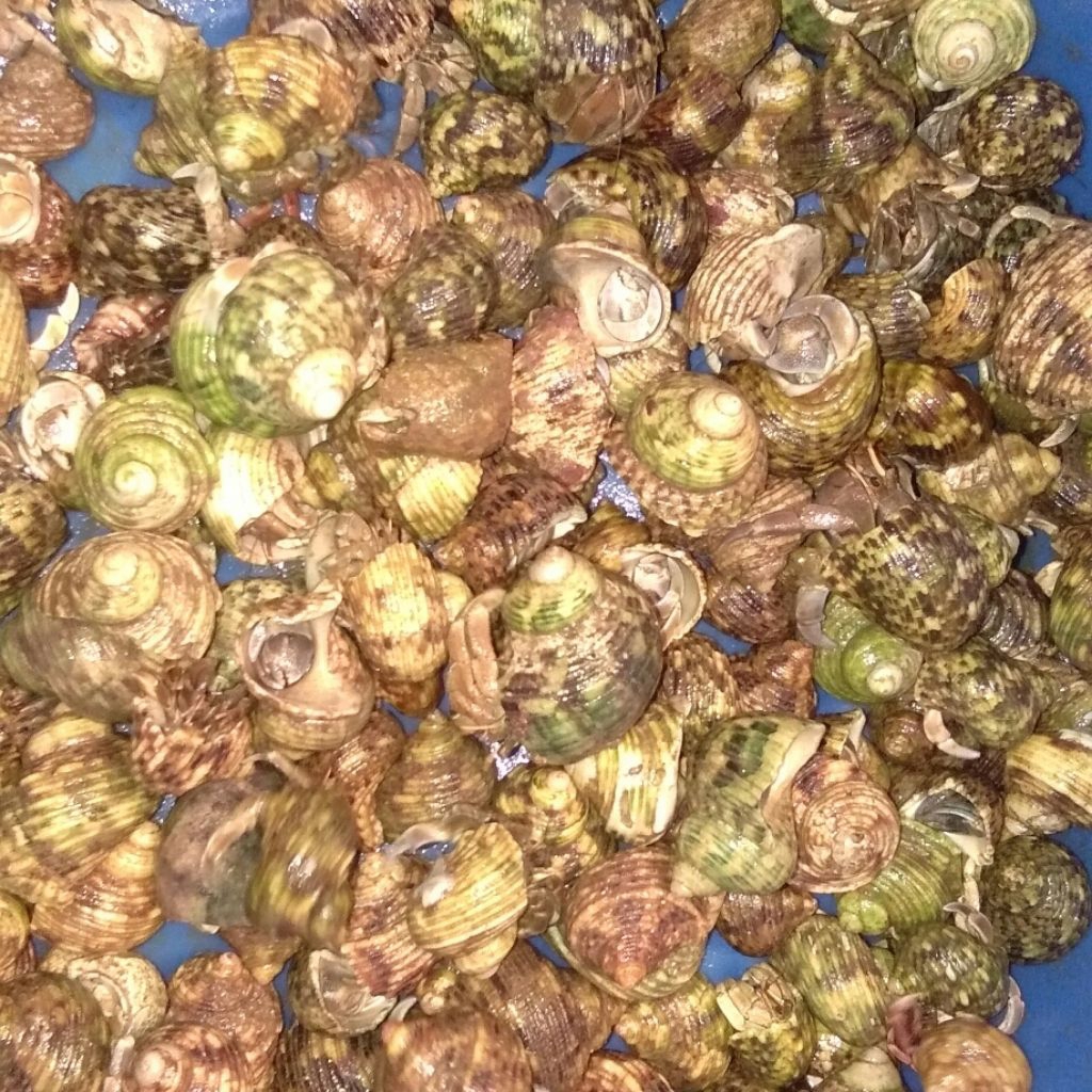 Mainan Edukasi Pongpong/keong/kelomang