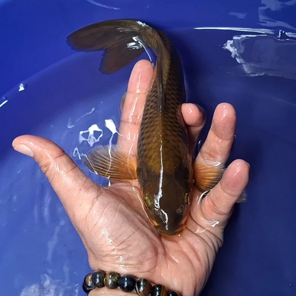 Ikan Koi Blitar Jenis Kumpay Slayer / Rumah Koi Jakarta / kode 004