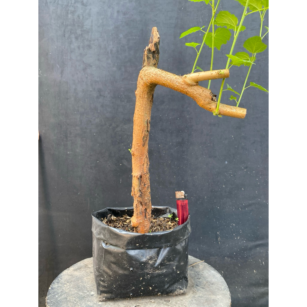 Dongkelan bahan bonsai Murbei