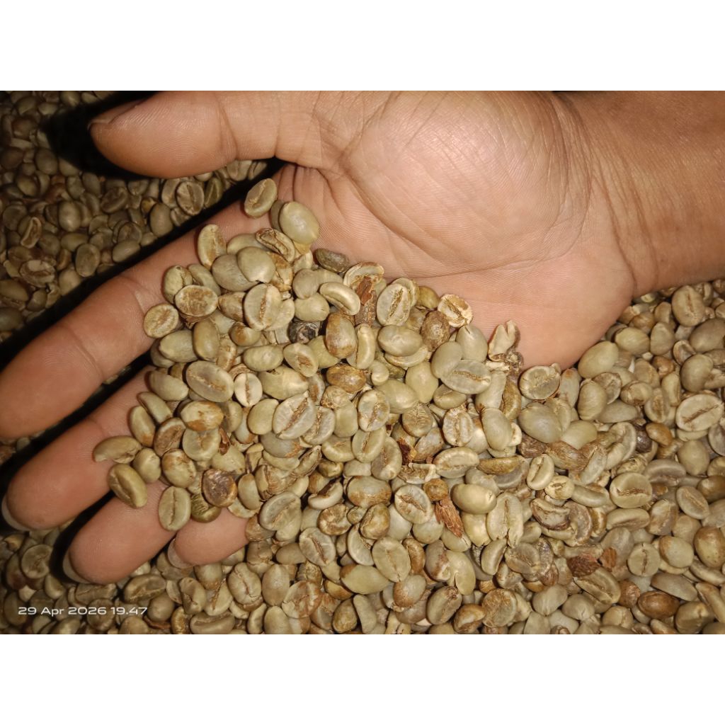 green bean kopi robusta temanggung