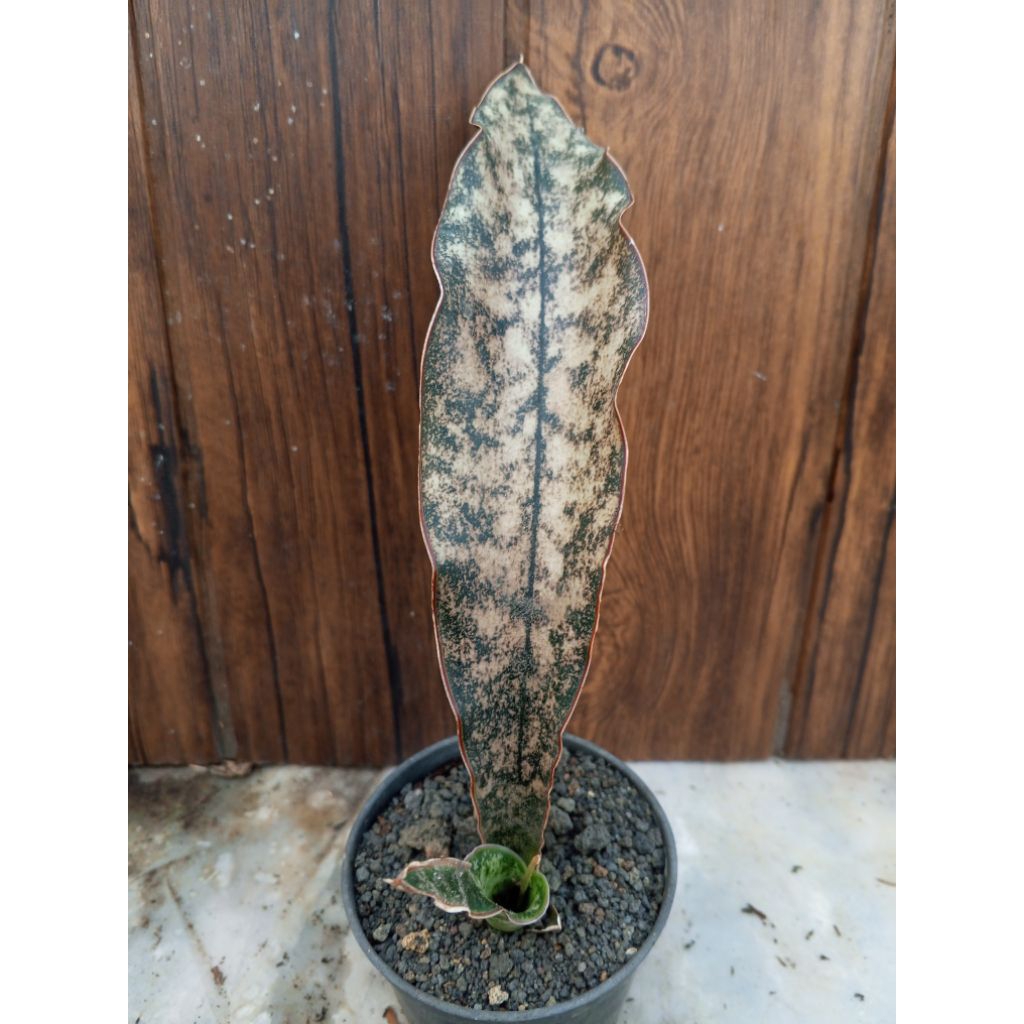 Sansevieria kirkii