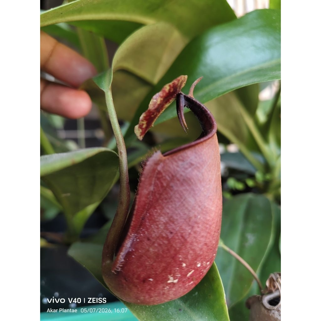 Nepenthes Bicalcarata