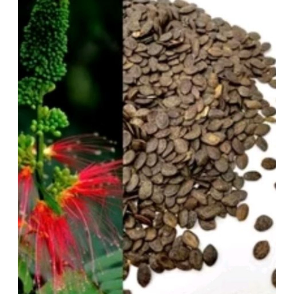 Bibit 100 biji tanaman Kaliandra merah pagoda