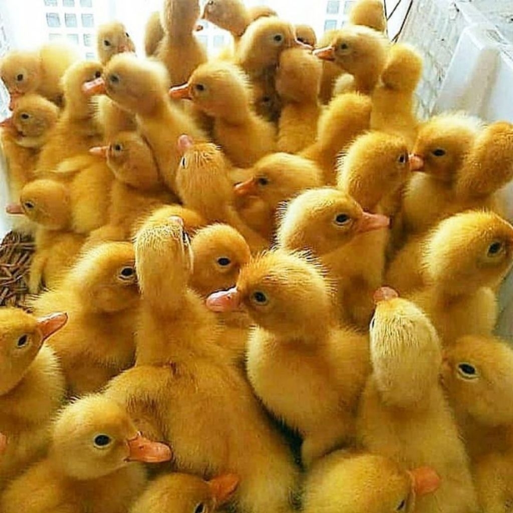 TERMURAH SEBANDUNG,DOD BEBEK PEKING ,BEBEK RESTO BEBEK PEDAGING KUALITAS SUPER
