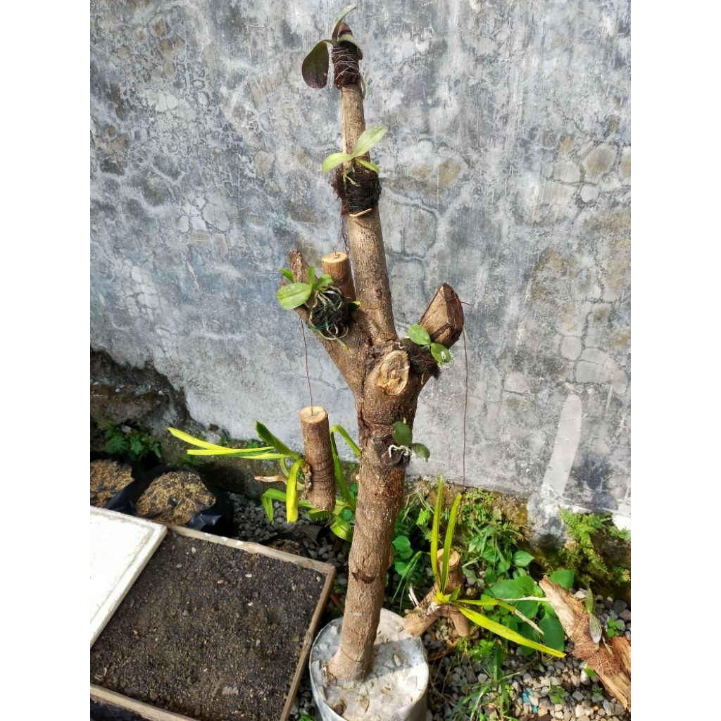 Anggrek Bulan seedling dan media batang pohon mangga