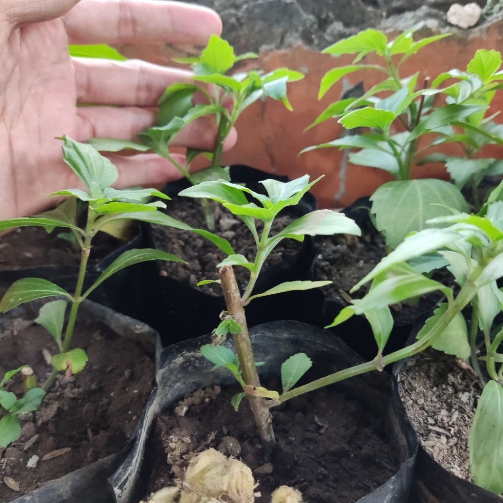 Kumis Kucing Daun Kumis Kucing Bibit Tanaman Kumis Kucing