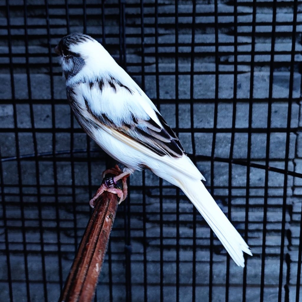 Kenari Panda Simetris Isian Lovebird - Jantan Gacor (Only Instant Delivery)