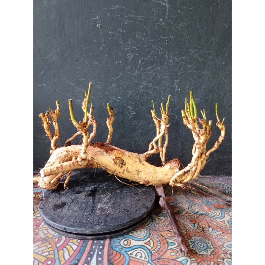 bahan bonsai serut raft gruping