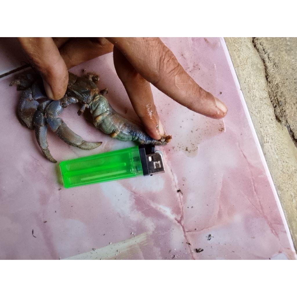 Klomang Darat  Super JUMBO khusus umpan pancing ikan Lele (Galatama) 1kg isi 15 sampai 20 ekor Segar