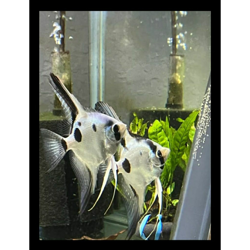 Hiasan Aquarium Ikan Hias Manfish Ghost Blue Pinoy/Philippines Blue Ghost 5~6cm
