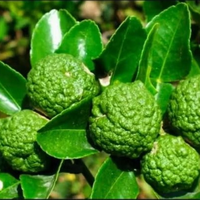 Jeruk Purut Fresh 1 Kg