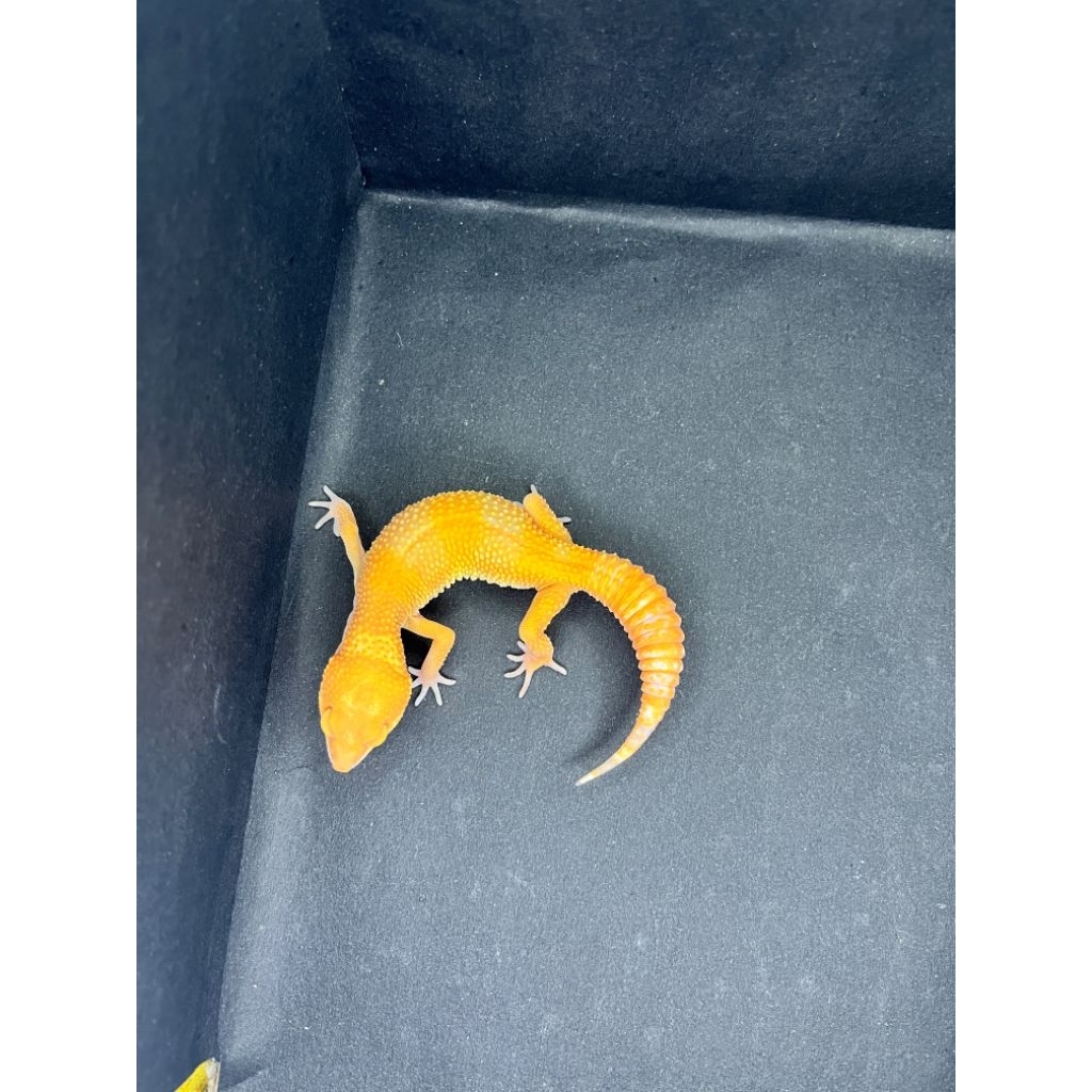 Leopard Gecko Female - Sunglow  - Usia Juve Betina Sehat Cakep HG017