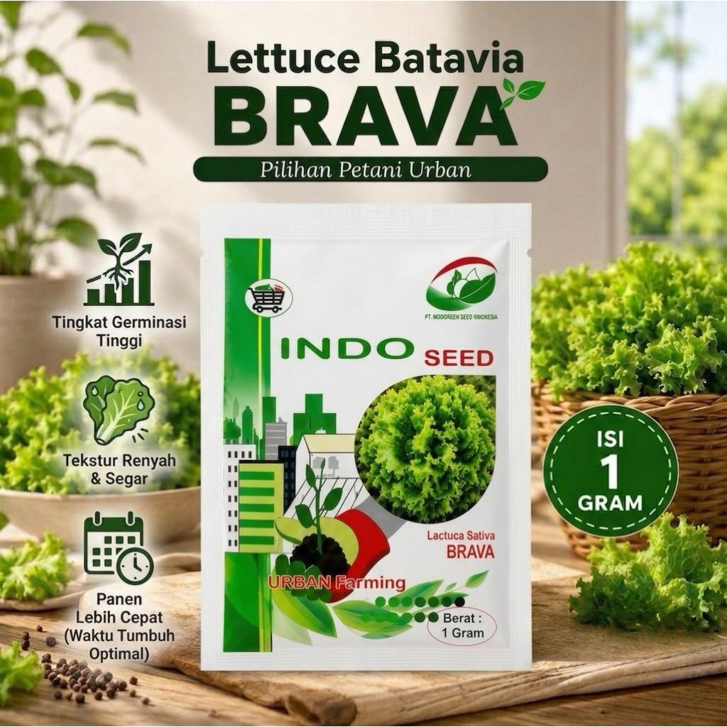 Benih Selada Batavia BRAVA - 1 Gram | Indoo Seed